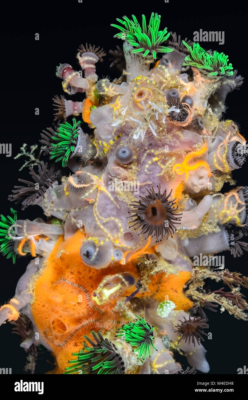 Invertebrati incrostanti, comprese le anemoni, spugne e fragili stelle, Lembeh strait, Nord Sulawesi, Indonesia, il Pacifico Foto Stock