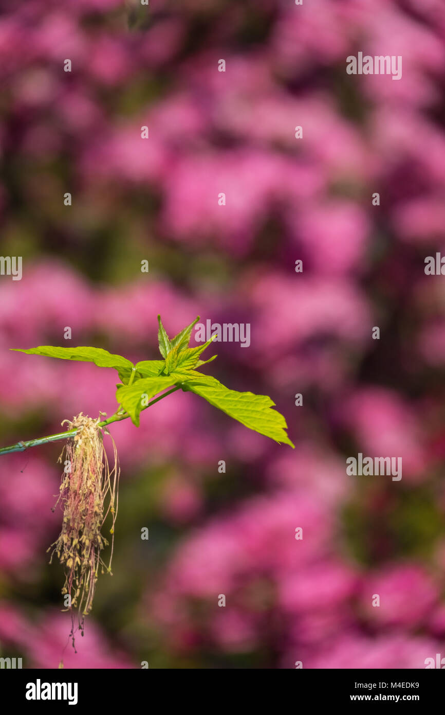 Piccola foglia verde fioritura Foto Stock