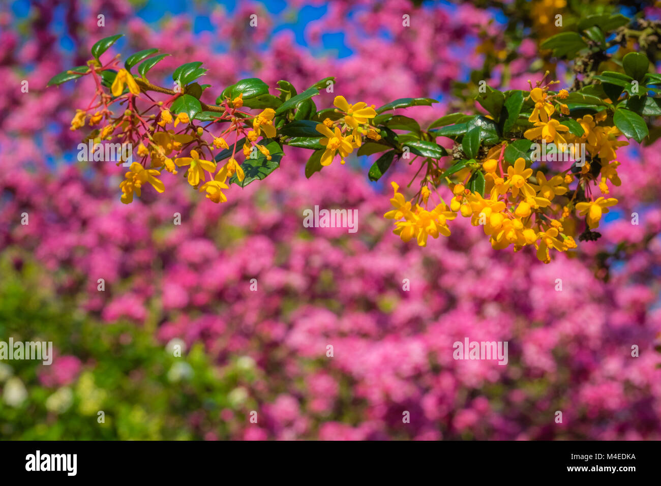 I colori della primavera Foto Stock