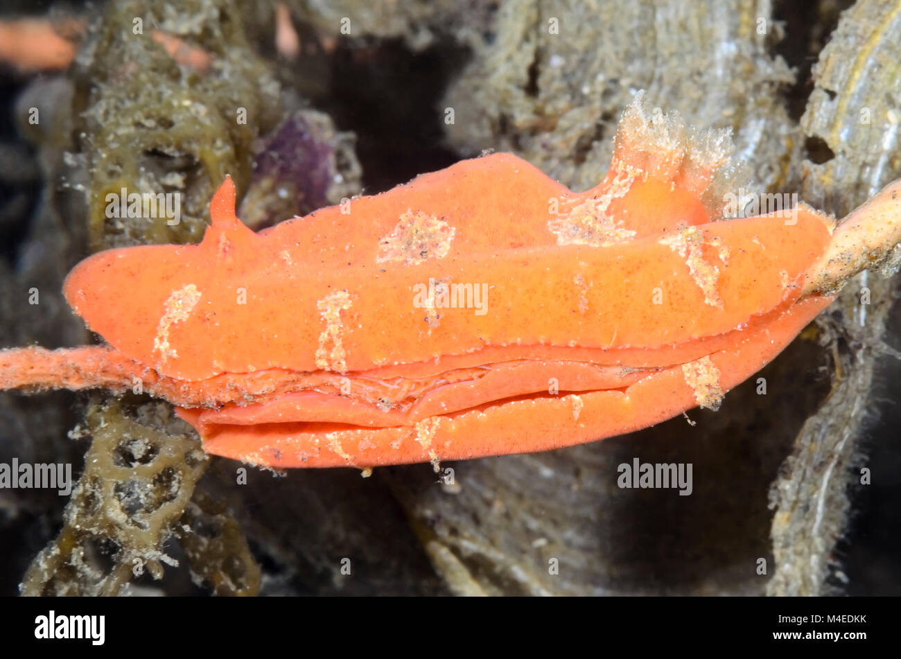 Sea slug o nudibranch, Sclerodoris tuberculata, Lembeh strait, Nord Sulawesi, Indonesia, il Pacifico Foto Stock