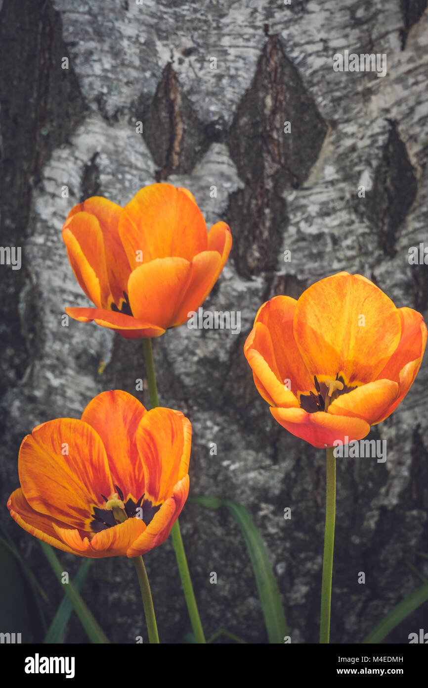 Tre rosso e arancio i tulipani Foto Stock