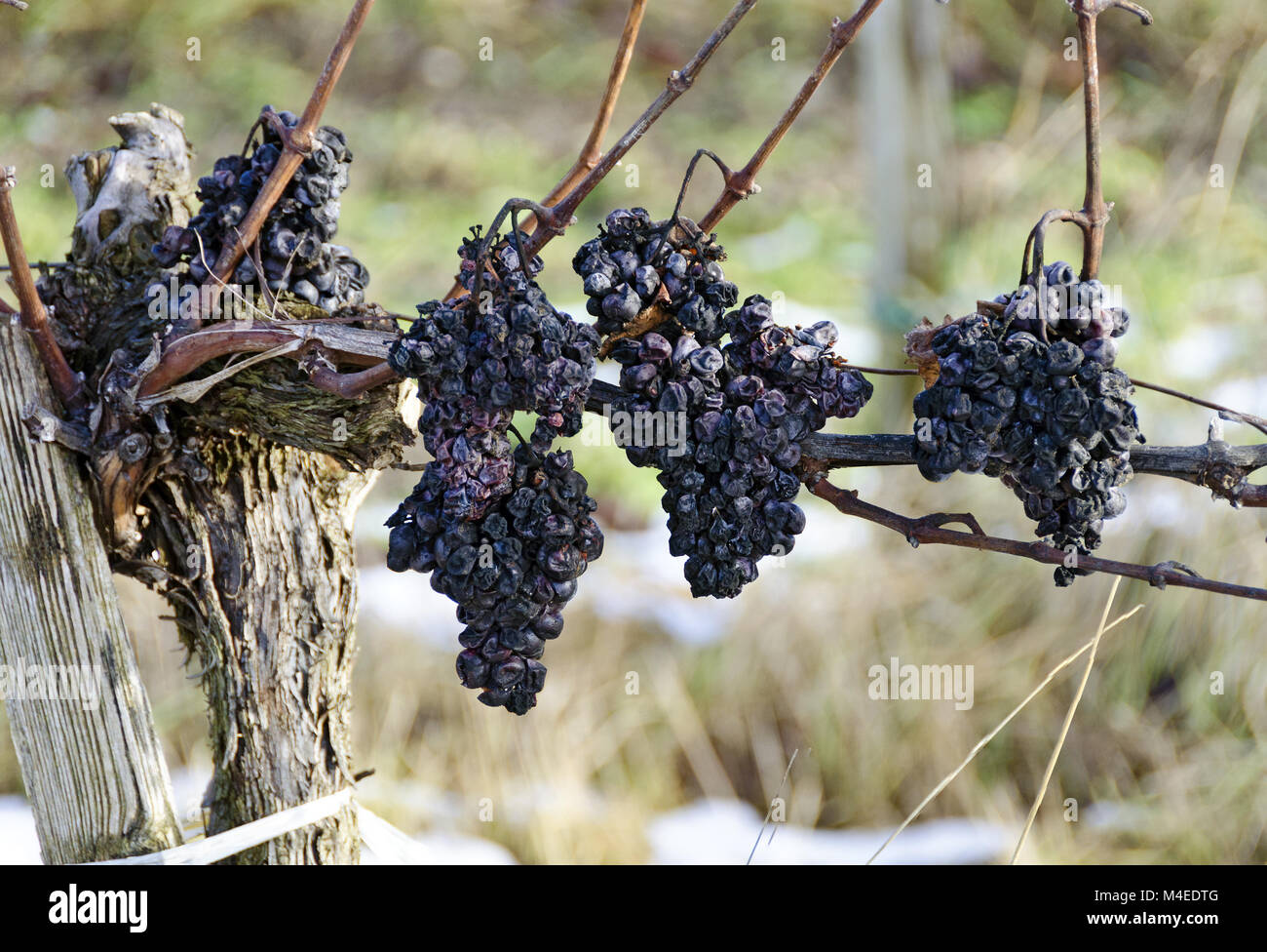 Secchi uve rosse Foto Stock