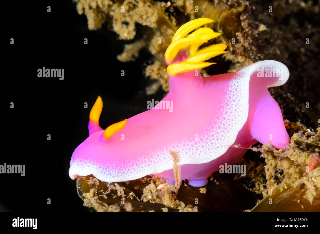 Sea slug o nudibranch, Hypselodoris apolegma, Lembeh strait, Nord Sulawesi, Indonesia, il Pacifico Foto Stock