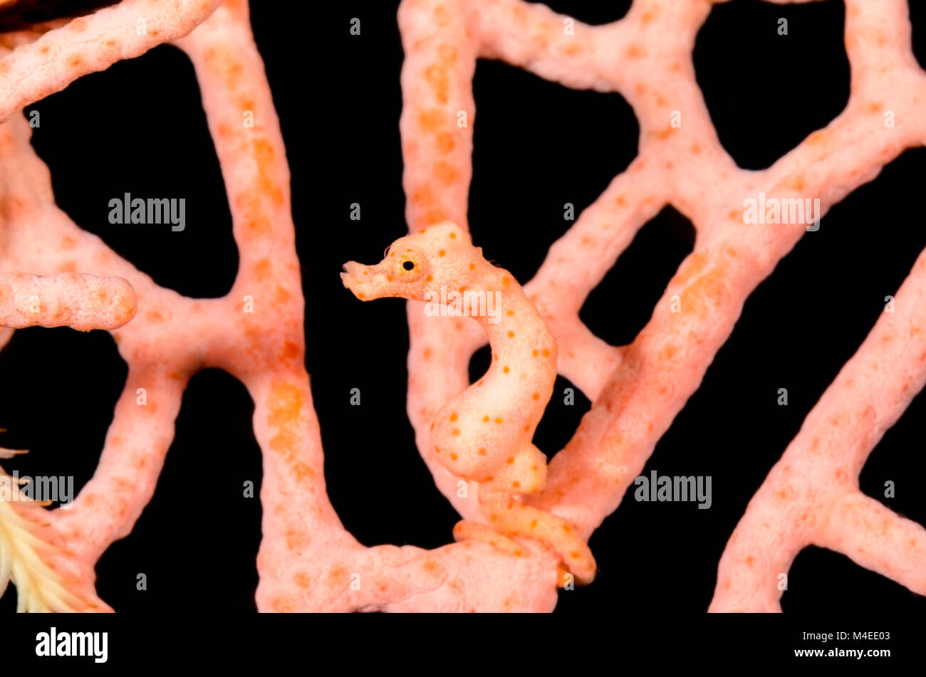 Di Denise cavalluccio marino pigmeo, Hippocampus denise, Lembeh strait, Nord Sulawesi, Indonesia, il Pacifico Foto Stock