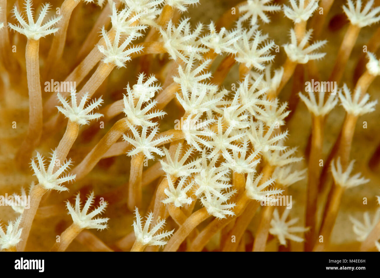 Corallo di cuoio, Sarcophyton glaucum, Lembeh strait, Nord Sulawesi, Indonesia, il Pacifico Foto Stock