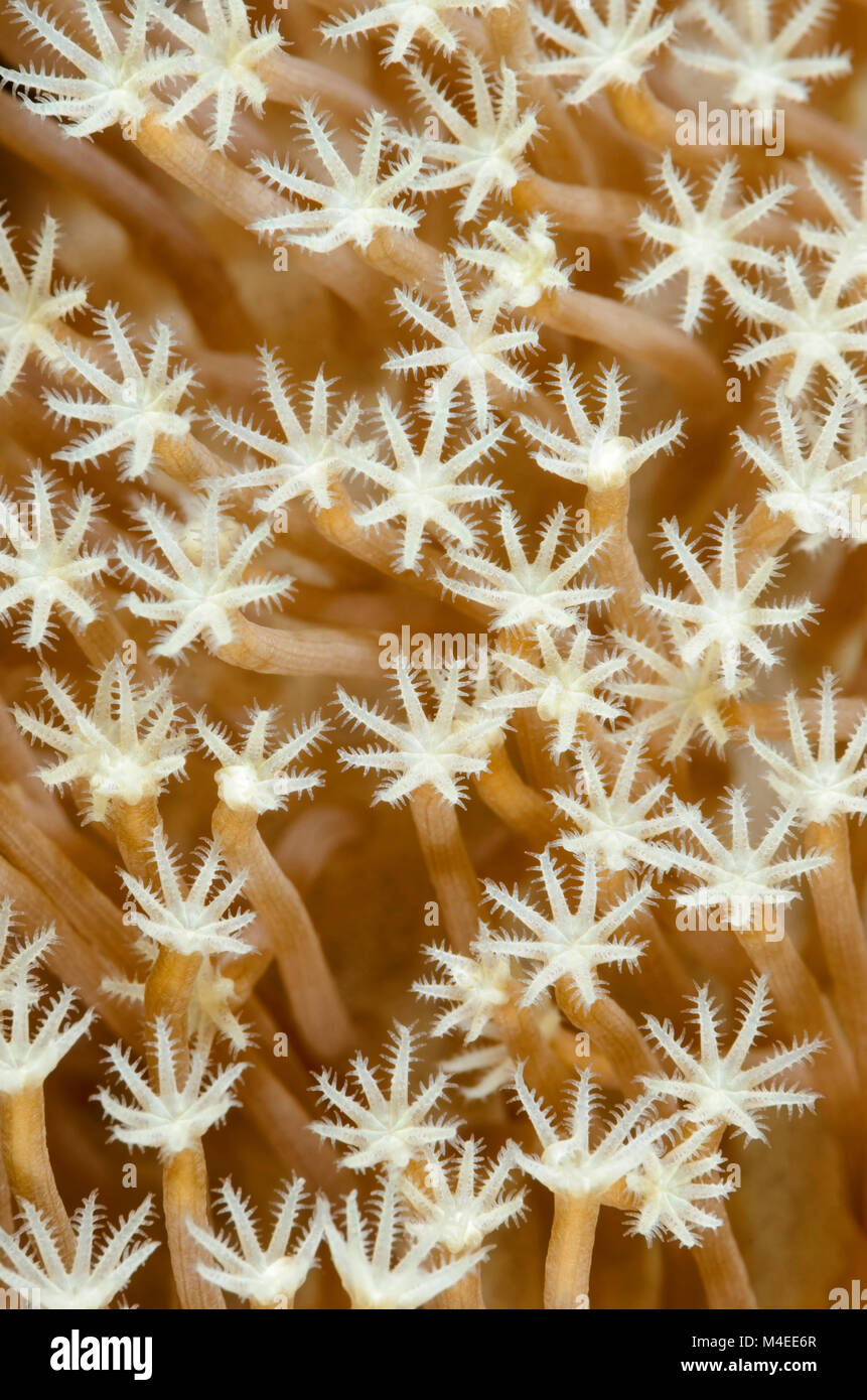 Corallo di cuoio, Sarcophyton glaucum, Lembeh strait, Nord Sulawesi, Indonesia, il Pacifico Foto Stock