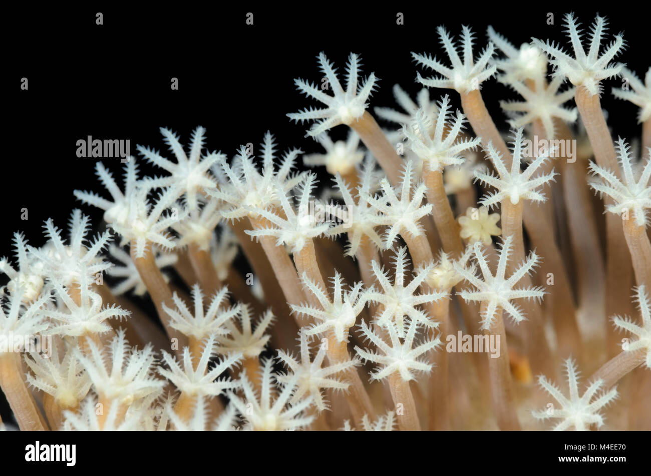 Corallo di cuoio, Sarcophyton glaucum, Lembeh strait, Nord Sulawesi, Indonesia, il Pacifico Foto Stock