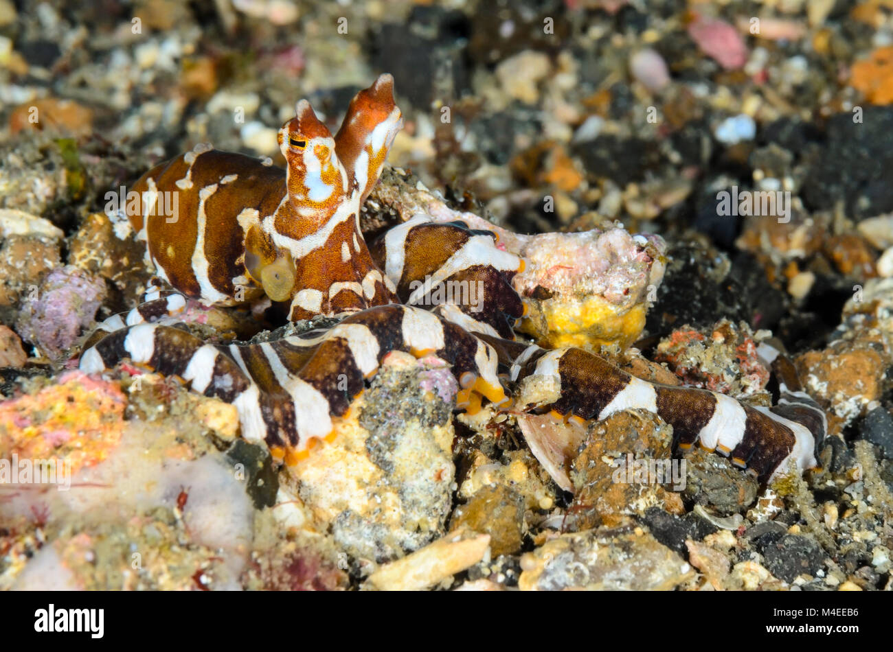 Wonderpus octopus, Wunderpus photogenicus, caccia di notte, Lembeh strait, Nord Sulawesi, Indonesia Foto Stock