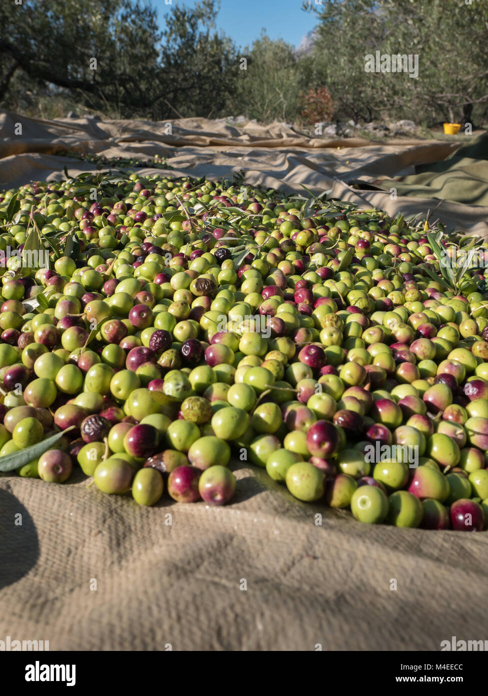 Olive Frutti sul terreno al plantation Foto Stock