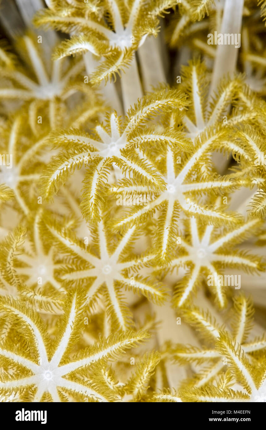 Polipi di Xenia soft coral, Xenia sp., Lembeh strait, Nord Sulawesi, Indonesia, il Pacifico Foto Stock