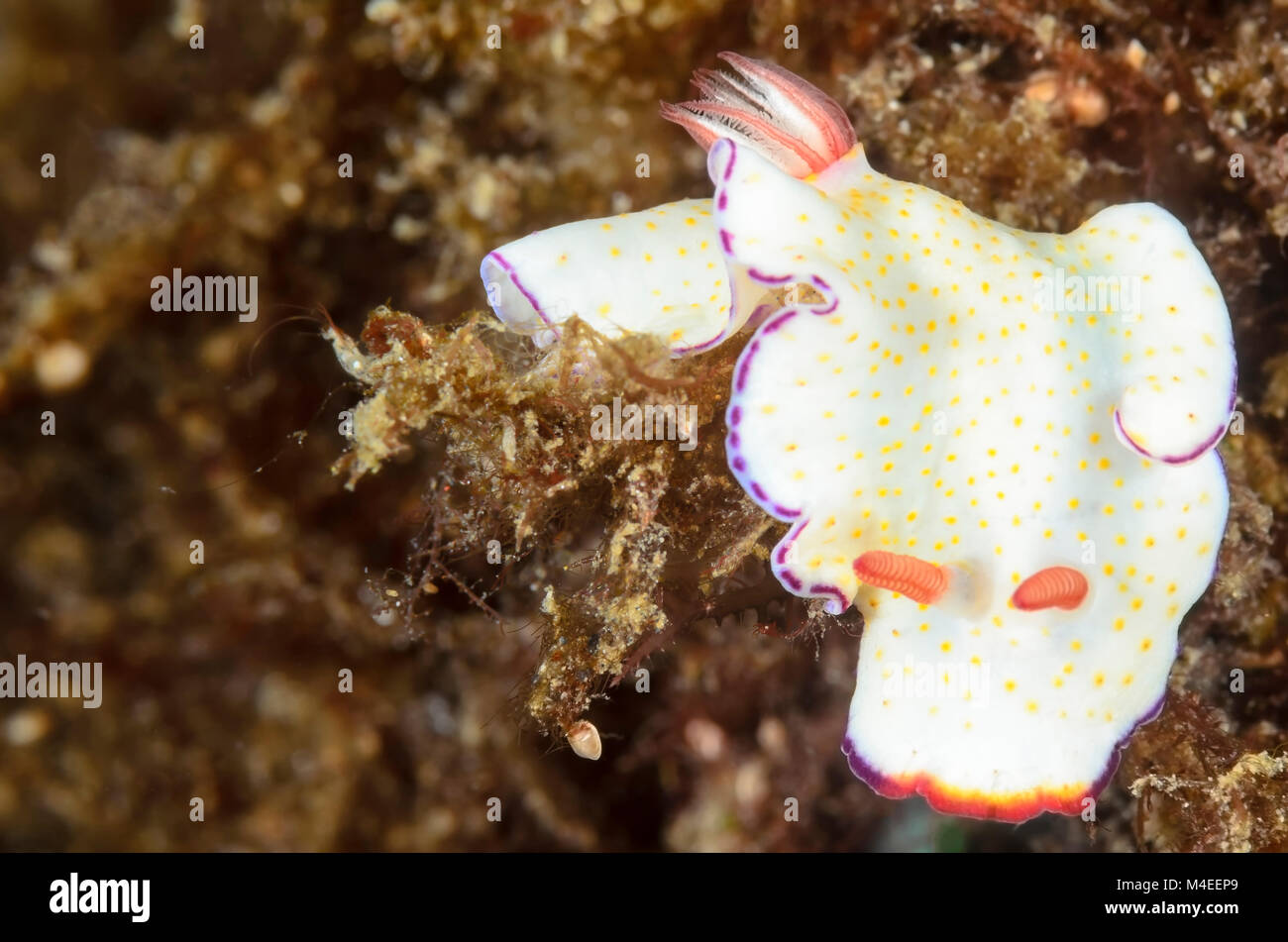 Sea slug o nudibranch, Goniobranchus sp., Lembeh strait, Nord Sulawesi, Indonesia, il Pacifico Foto Stock