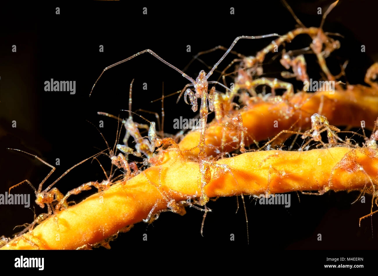 Lo scheletro di gamberetti, Caprella sp., Lembeh strait, Nord Sulawesi, Indonesia, il Pacifico Foto Stock