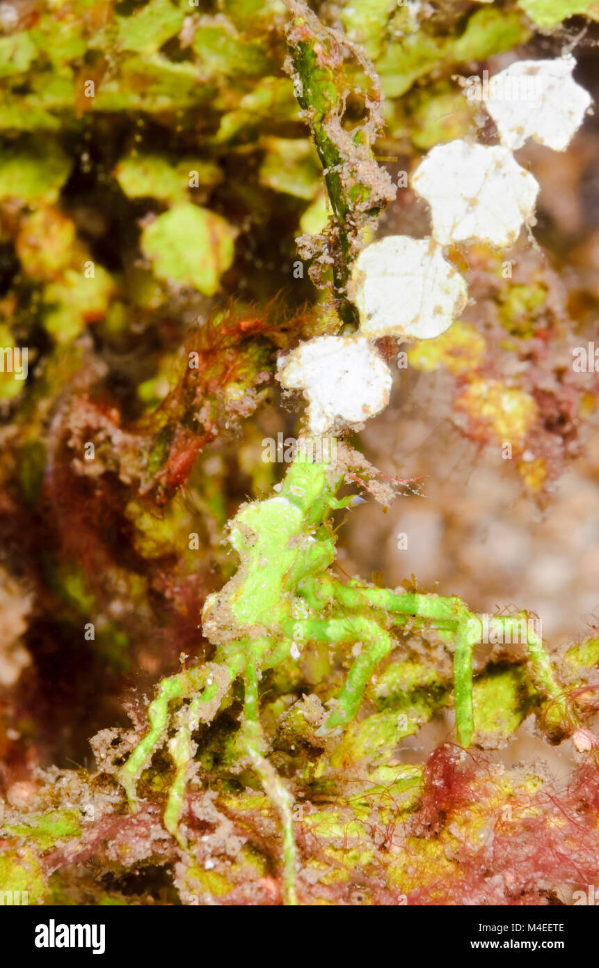 Arrowhead granchio, Huenia heraldica, Lembeh strait, Nord Sulawesi, Indonesia, il Pacifico Foto Stock