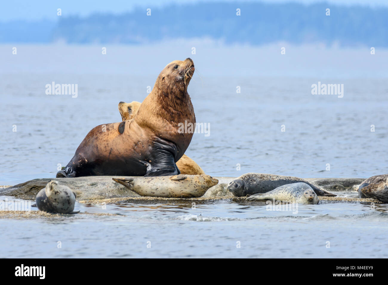 Di Steller leoni di mare, Eumetopias jubatus e le guarnizioni di tenuta del porto, Phoca vitulina, San Juan Islands, Washington, Stati Uniti, Pacific Foto Stock