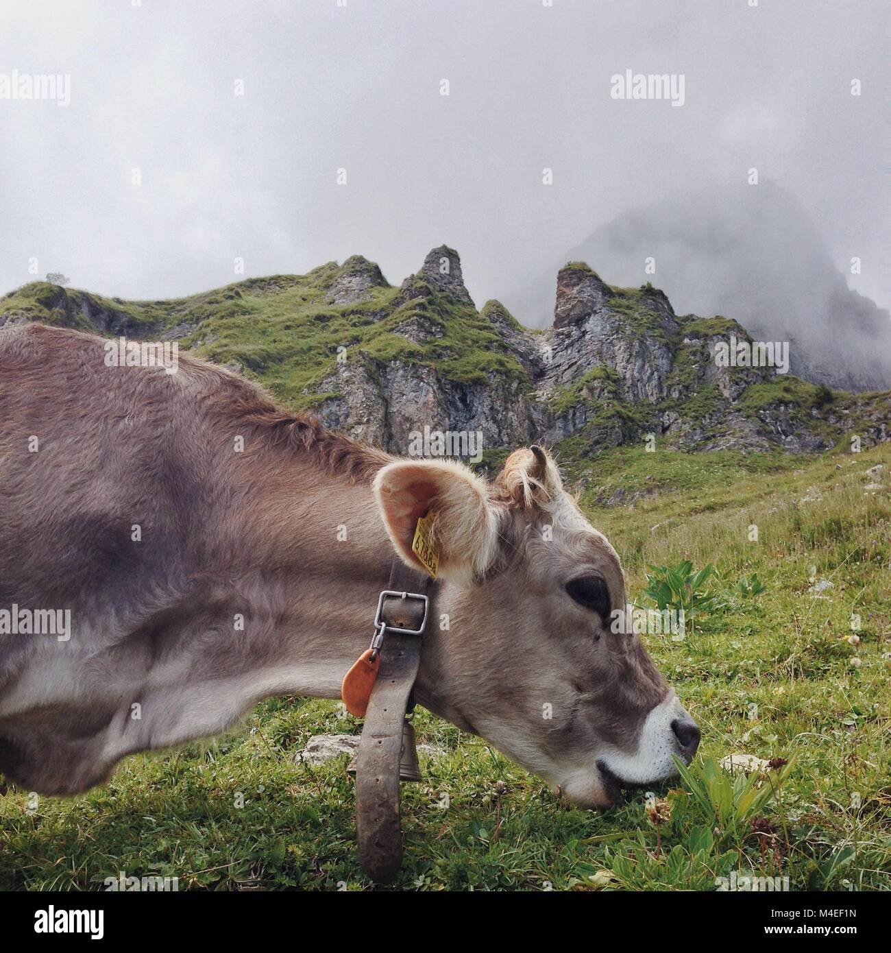 Mucca in montagna pascolando, Braunwald, Glarus, Svizzera Foto Stock