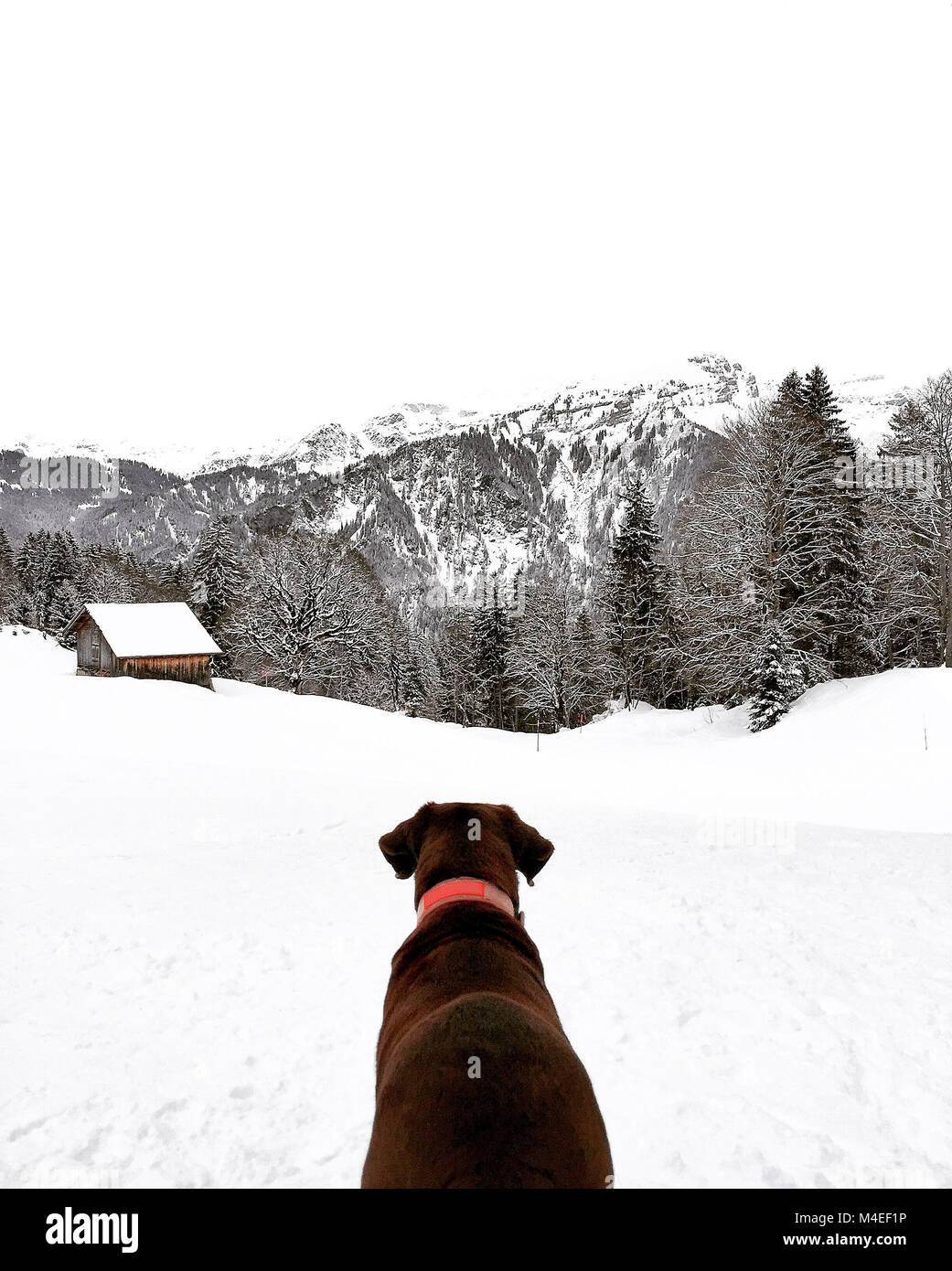 Cane seduto nella neve, Braunwald, Glarus, Svizzera Foto Stock