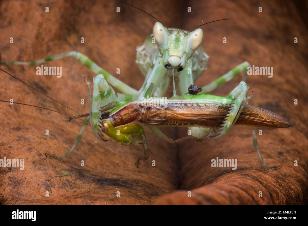 Mantis con la sua preda, Indonesia Foto Stock
