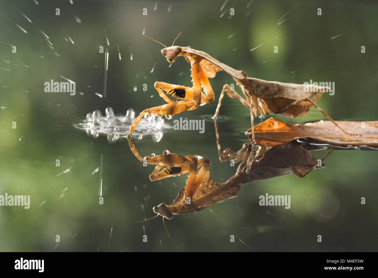 Mantis di foglia morta nella pioggia, Indonesia Foto Stock