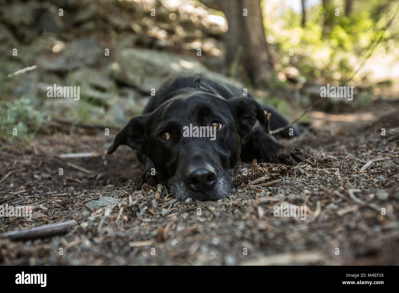 Cane sdraiato nella foresta Foto Stock