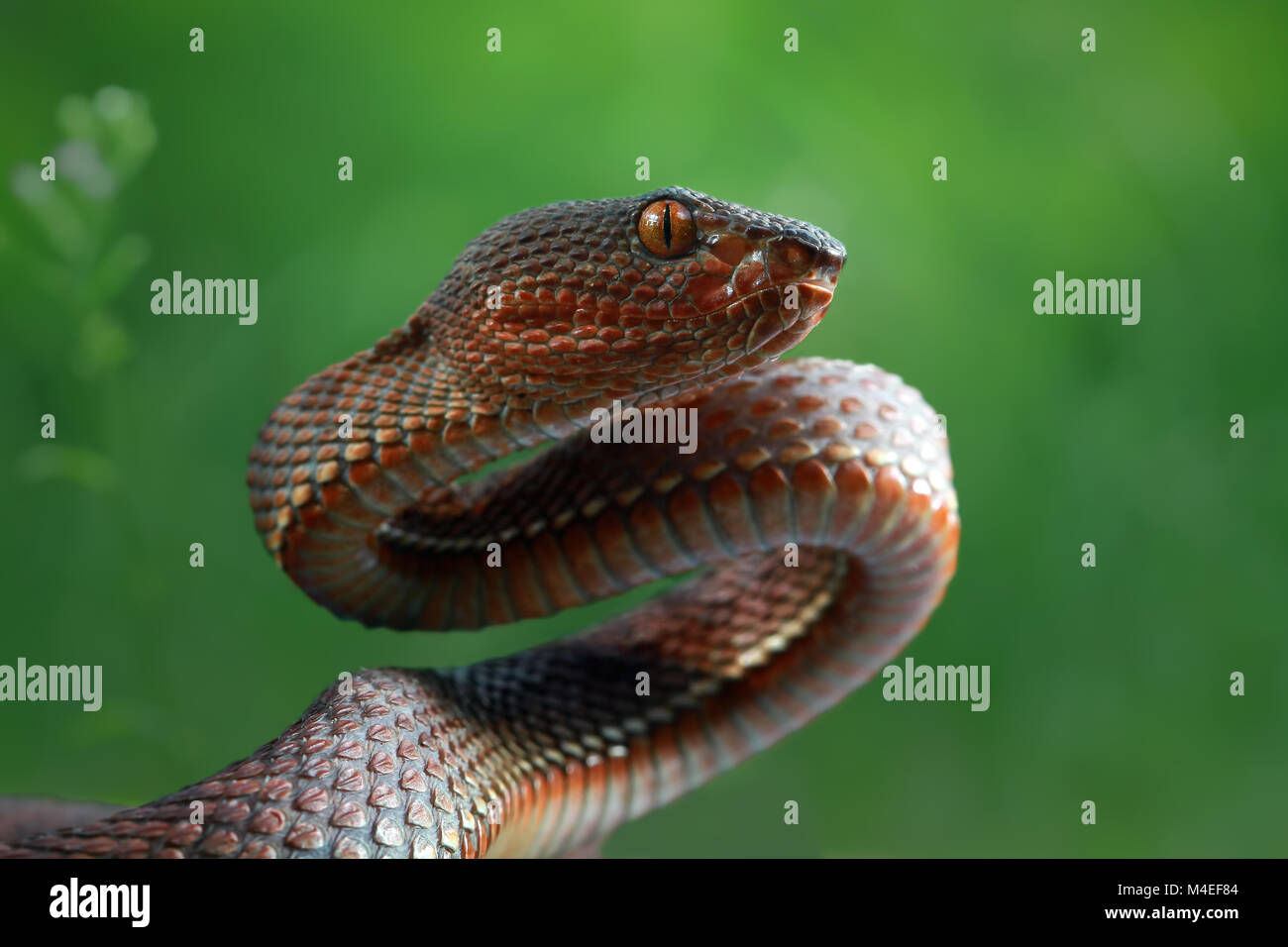 Mangrovie pit Viper serpente, Indonesia Foto Stock