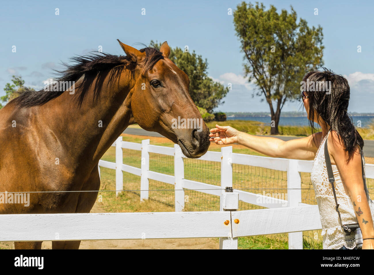 Donna accarezzare un cavallo Foto Stock