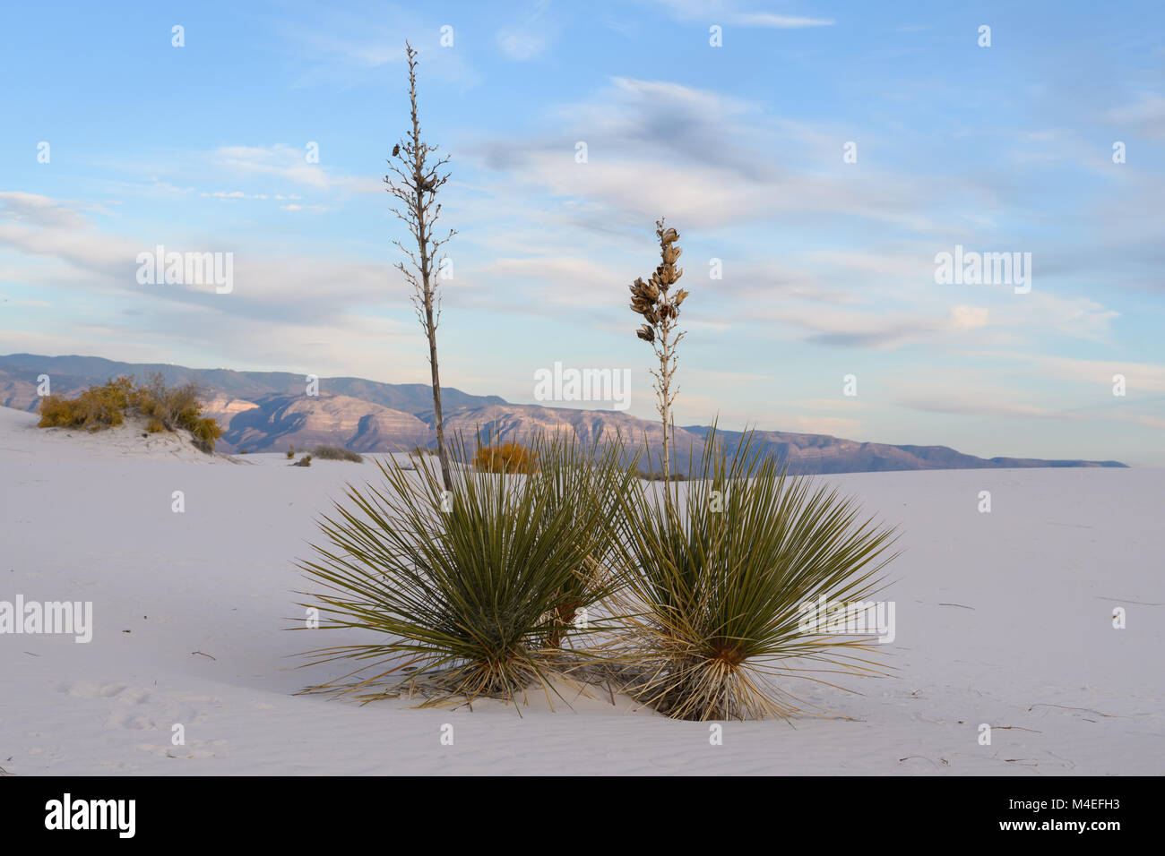 Soaptree Plants, White Sands National Monument, New Mexico, Stati Uniti Foto Stock