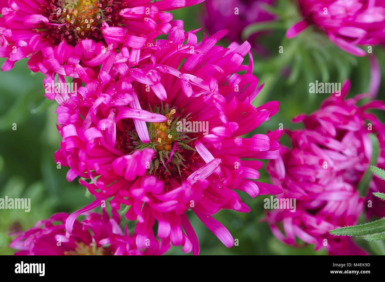 Fiore di un alma potschke new England aster Foto Stock