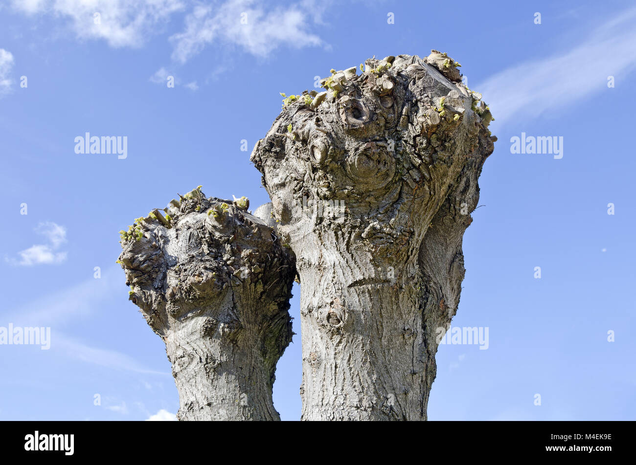 Testa di taglio di alberi di castagno senza rami Foto Stock