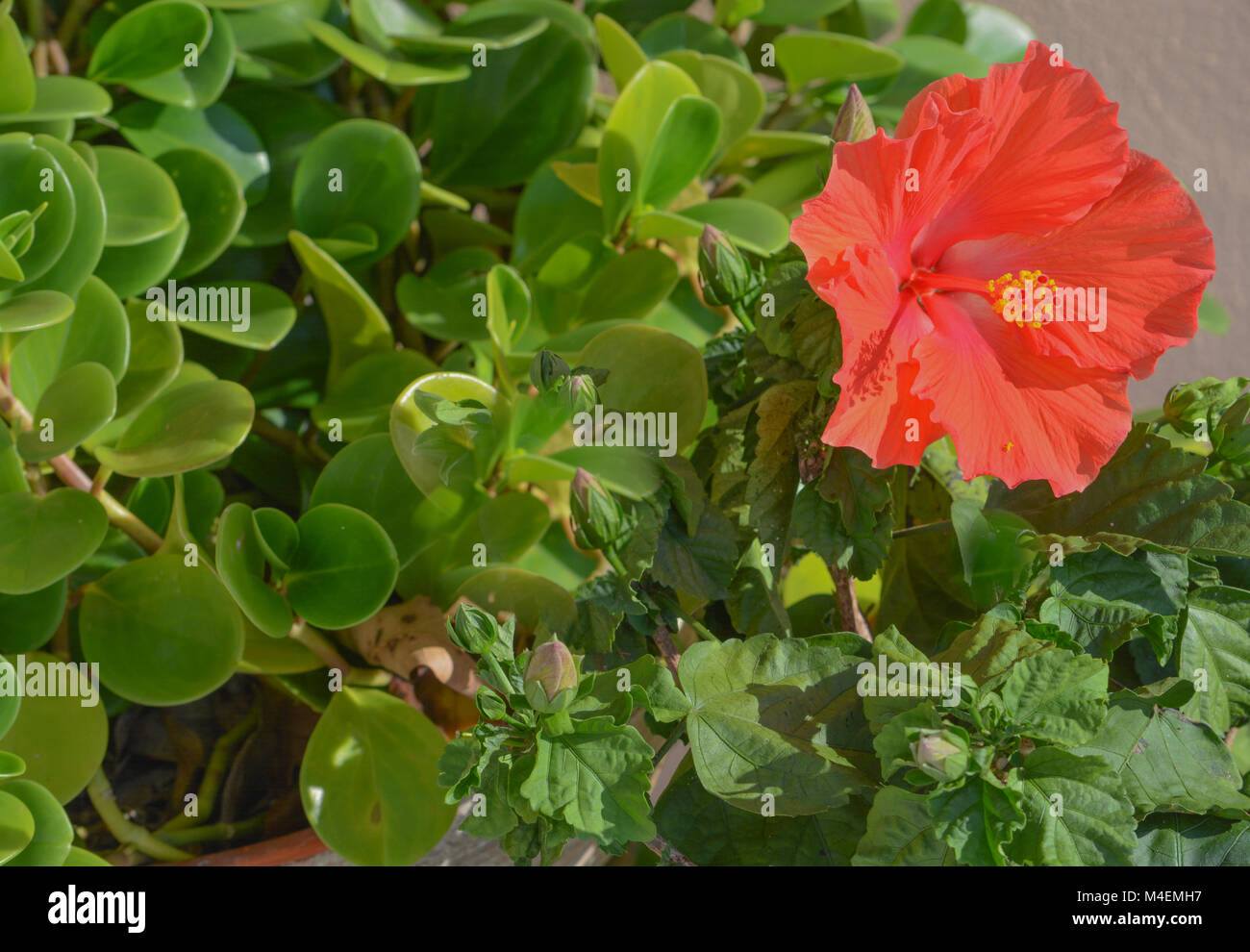 Una splendida fioritura di ibisco in tropicale Florida Foto Stock