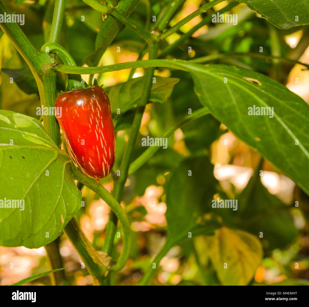 Rosso peperoncino Jalapeño Foto Stock