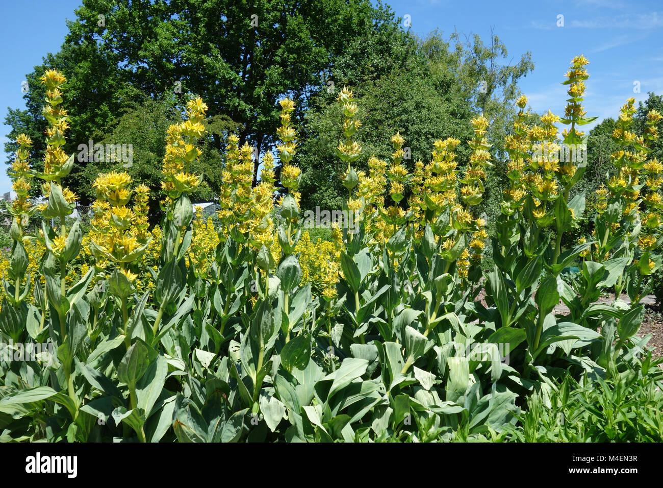 Gentiana lutea, genziana Foto Stock