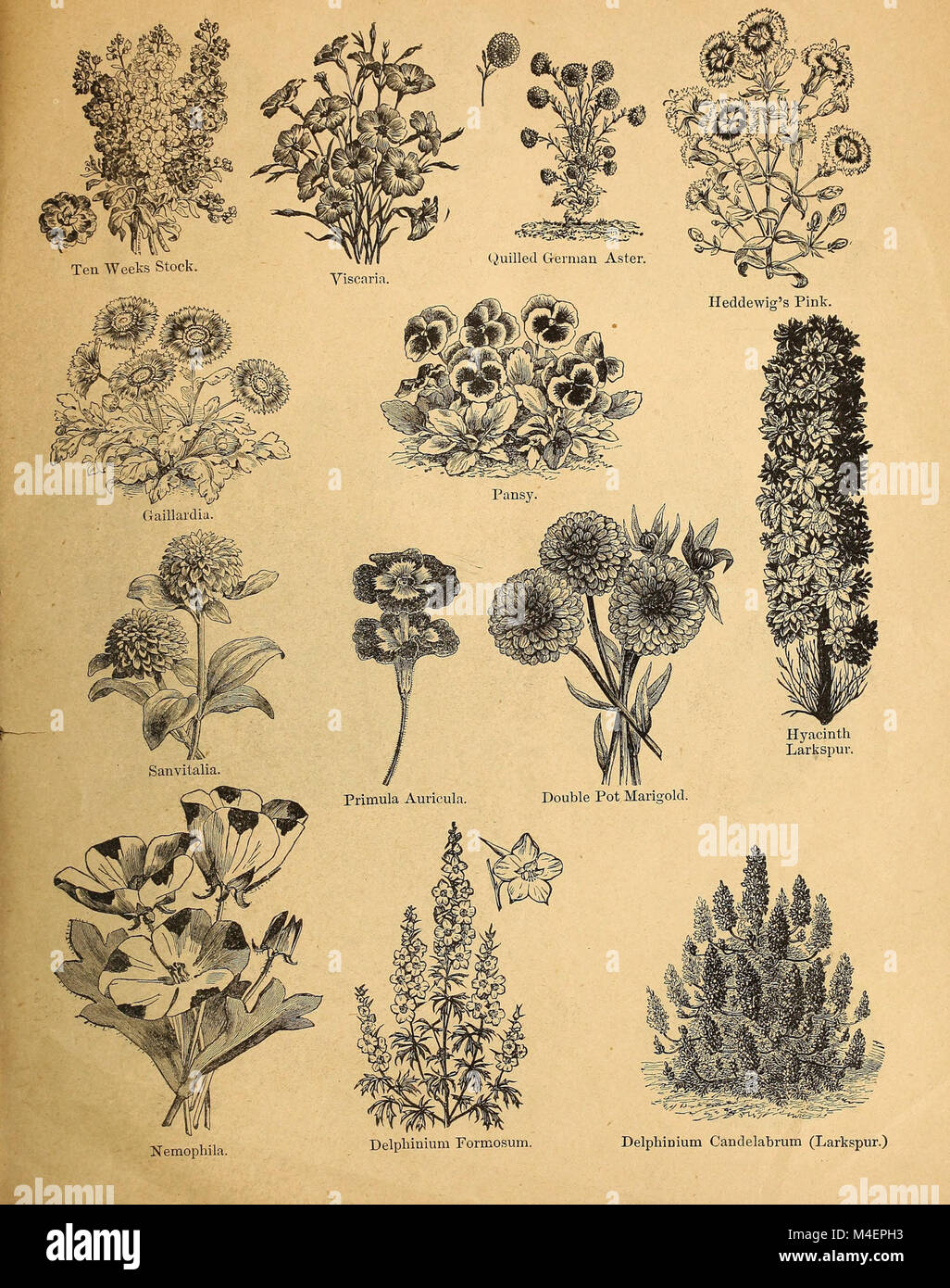 Circolare annuale e il catalogo di vendita al dettaglio di giustificata vegetali e semi di fiori (1880) (18424666955) Foto Stock