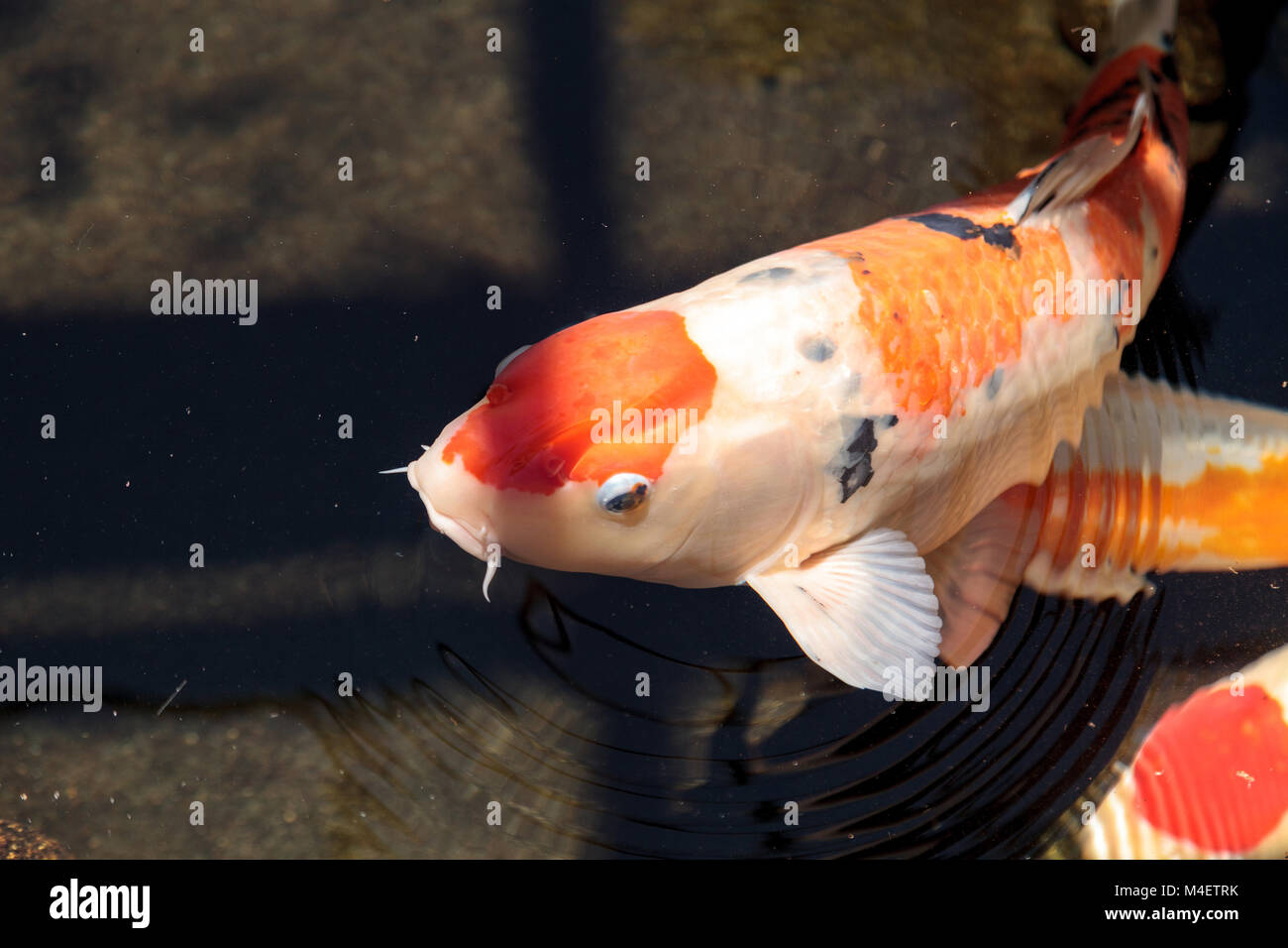 Uno spettacolare pesce Koi, Cyprinus carpio haematopterus Foto Stock