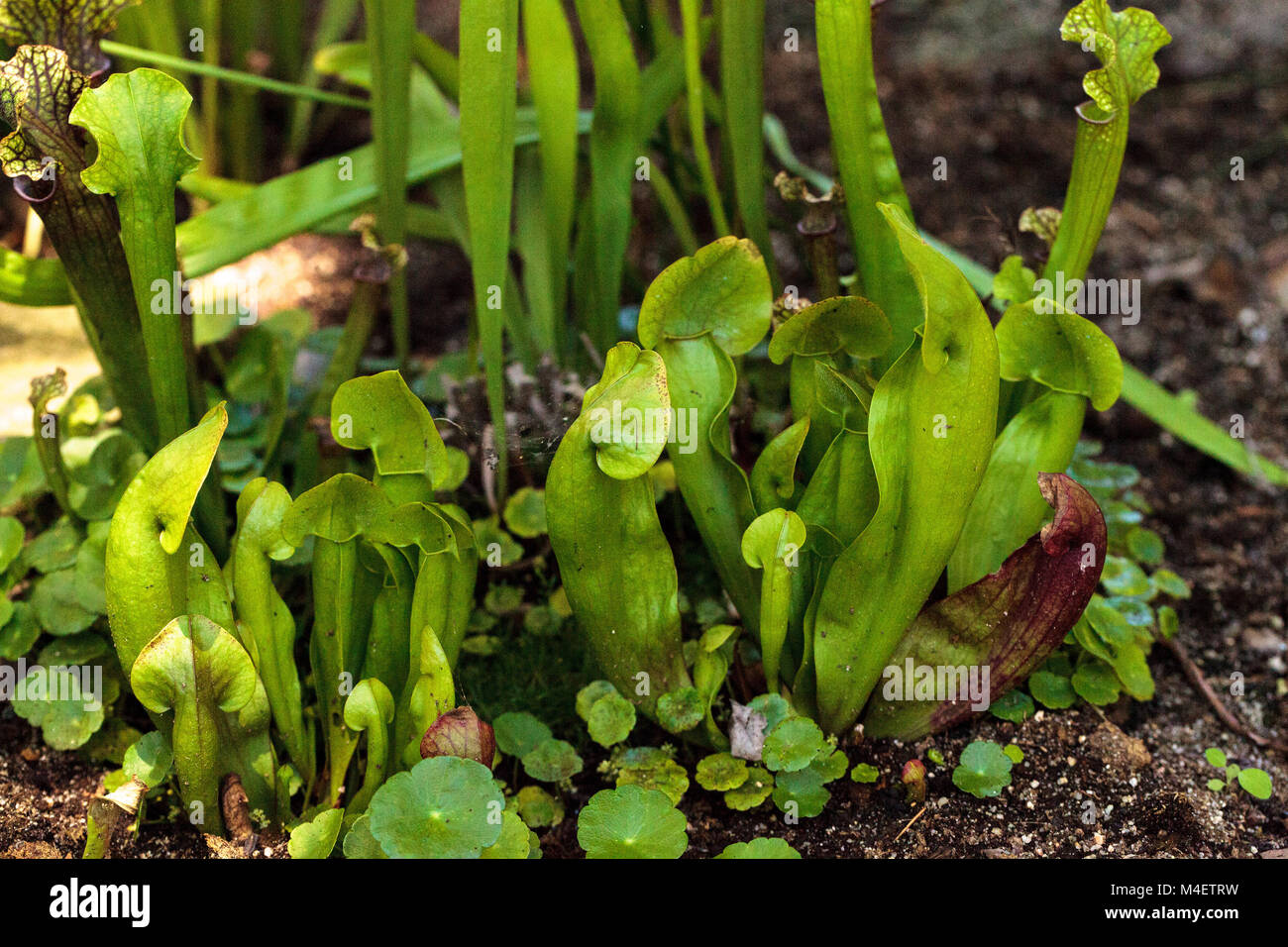 American pianta brocca, Sarracenia, è una pianta carnivora Foto Stock