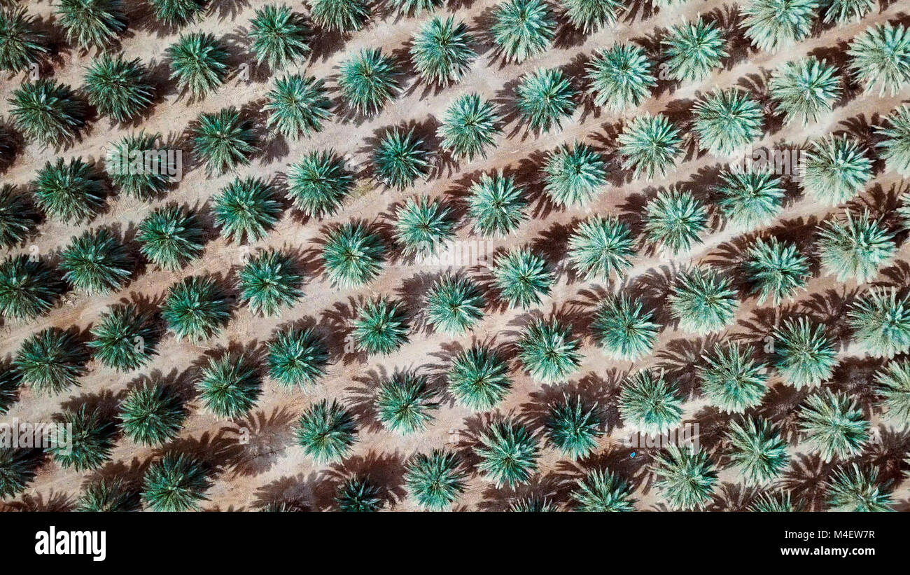 Immagine aerea di palme da dattero plantation nel deserto Foto Stock