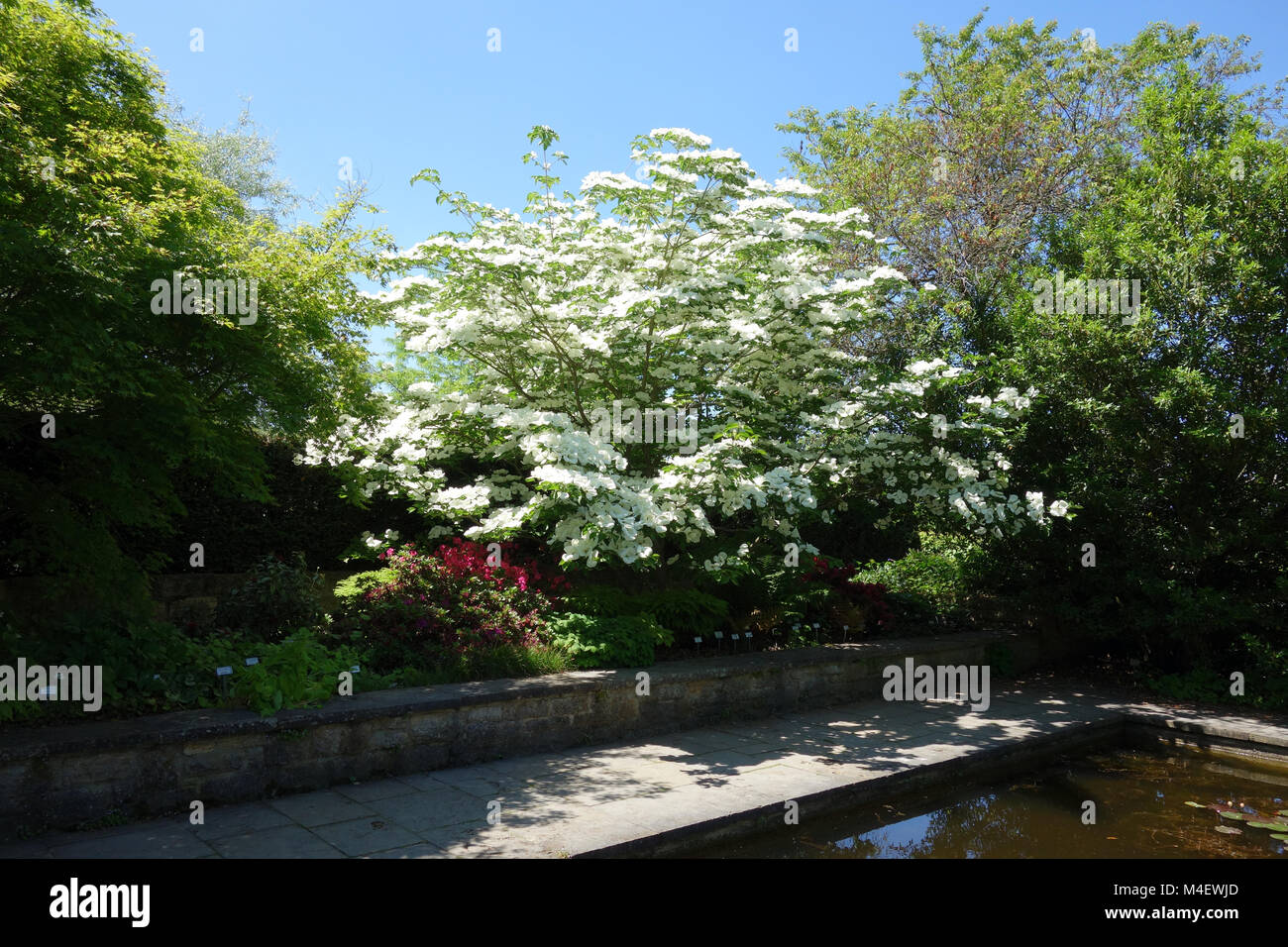 Cornus kousa Venus, Giapponese fioritura Sanguinello Foto Stock