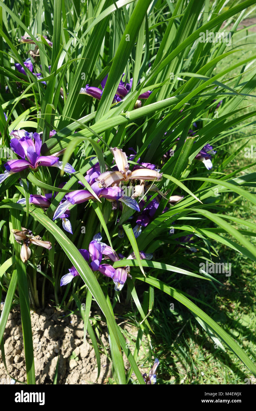 Iris graminea, erba-foglia di Iris Foto Stock
