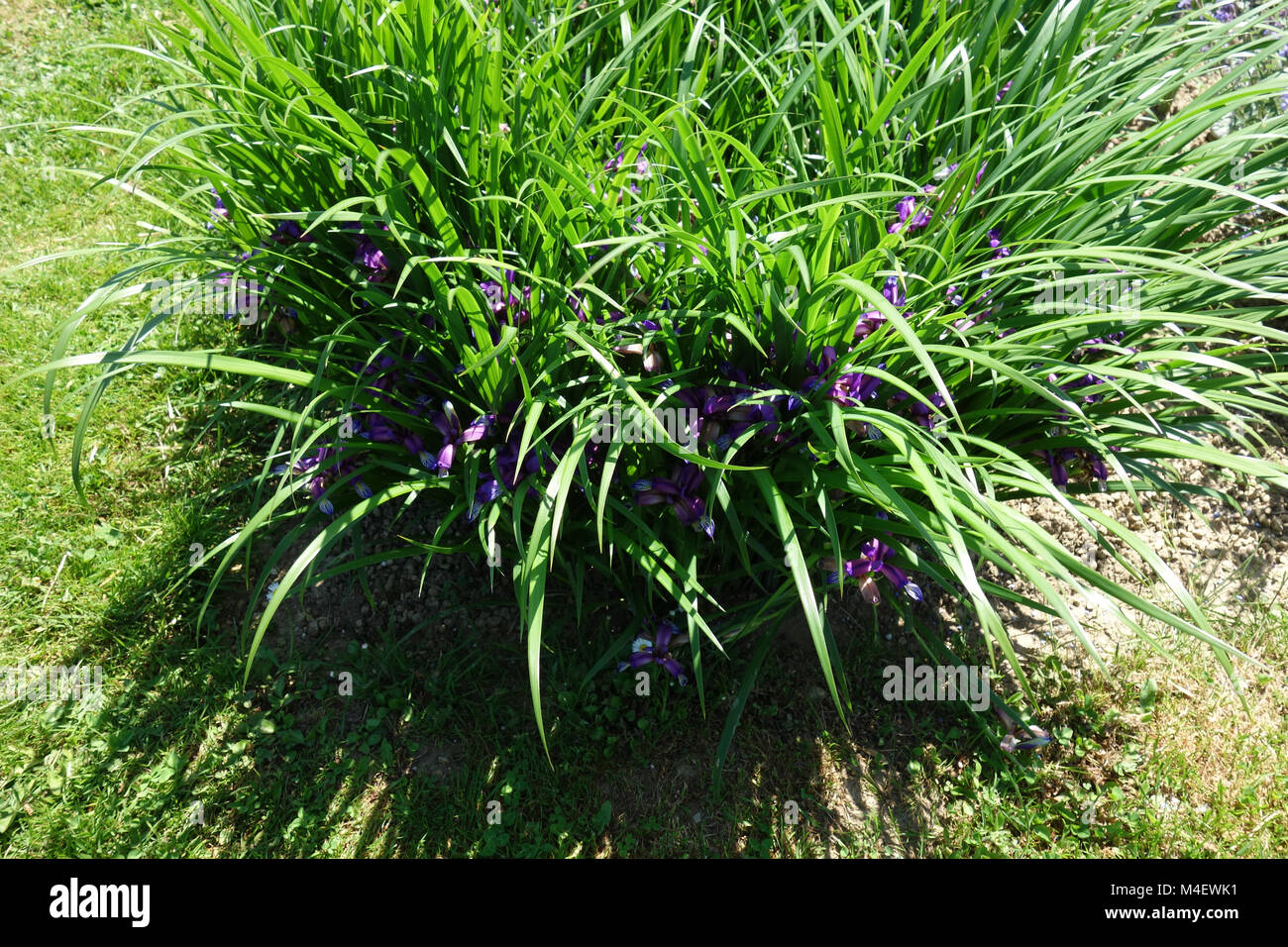 Iris graminea, erba-foglia di Iris Foto Stock