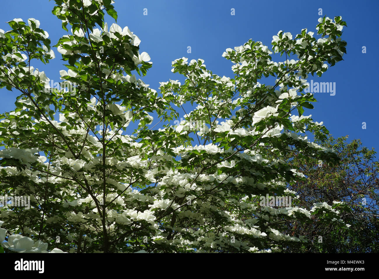 Cornus kousa Venus, Giapponese fioritura Sanguinello Foto Stock