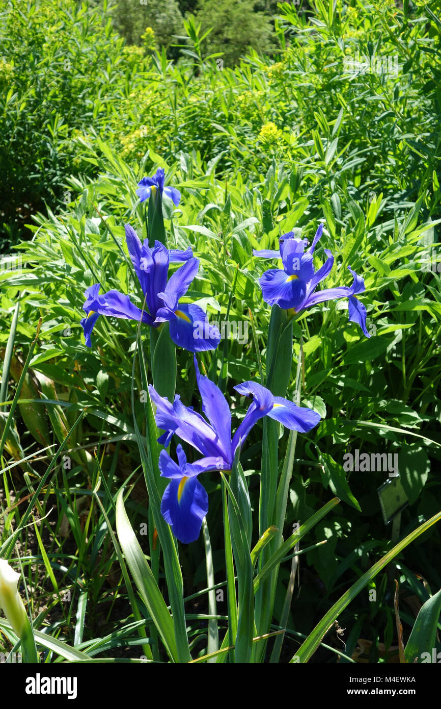 Iris x hollandica, olandese Iris Foto Stock