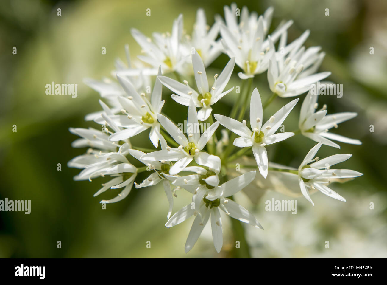 Aglio selvatico Allium ursinum Foto Stock