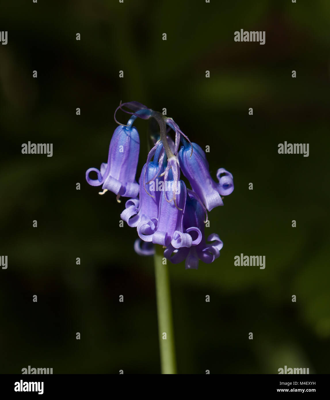 Bluebell Close-up Foto Stock
