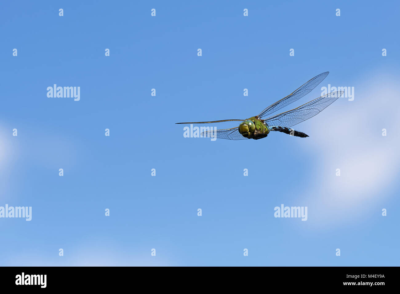 L'imperatore libellula Foto Stock