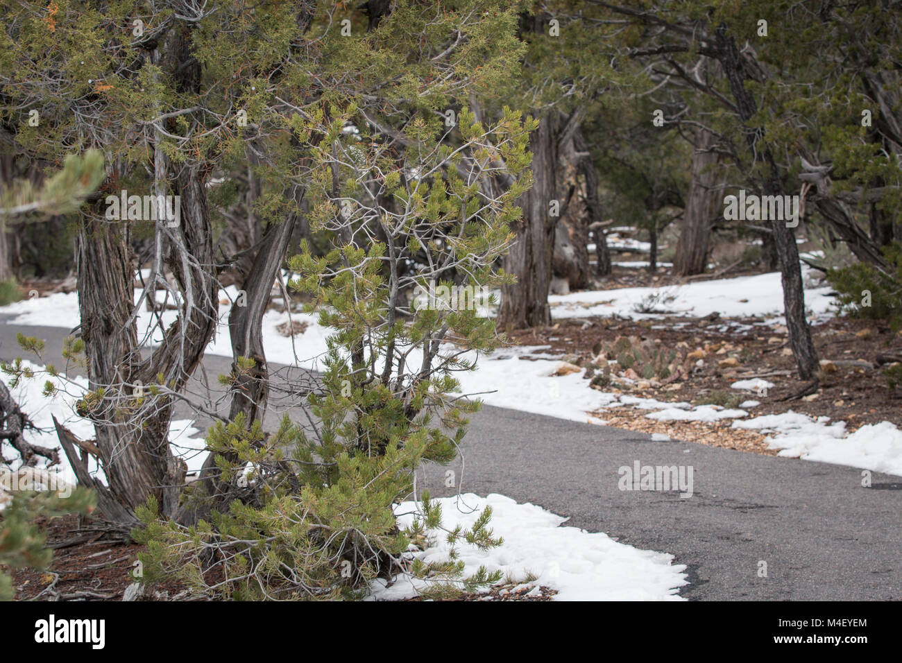 Vista sul grand canyon dal bordo sud parte Foto Stock