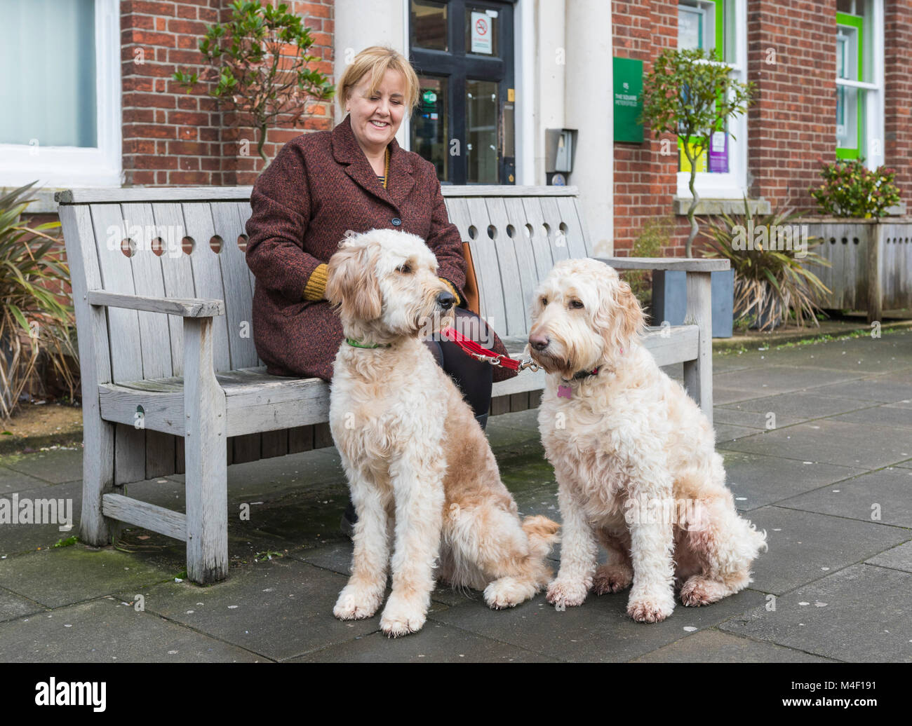 Coppia di grandi cani bianchi, eventualmente Goldendoodle cani, seduta con una donna su una panchina nel Regno Unito. Foto Stock
