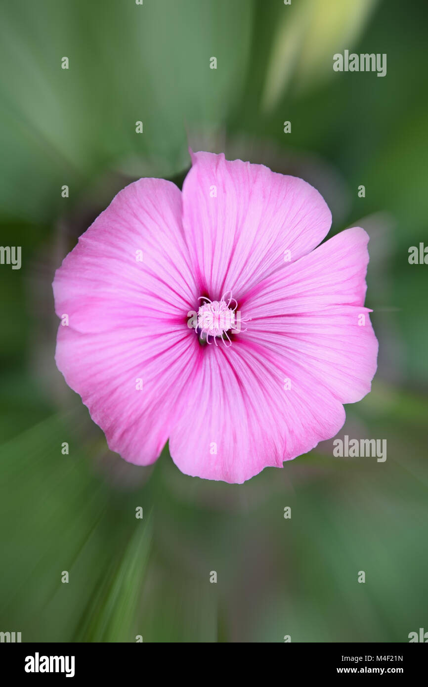 Bellissimo fiore rosa cosmo. outdoor shot Foto Stock