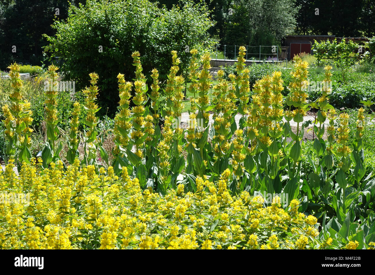 Gentiana lutea, genziana Foto Stock