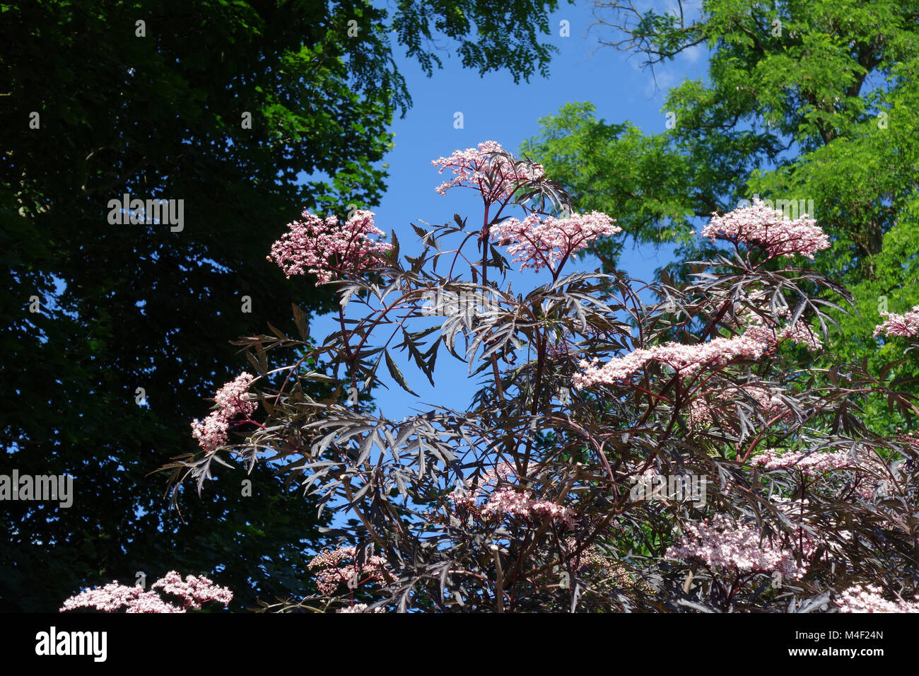Sambucus nigra Black Beauty, redleaved sambuco nero Foto Stock