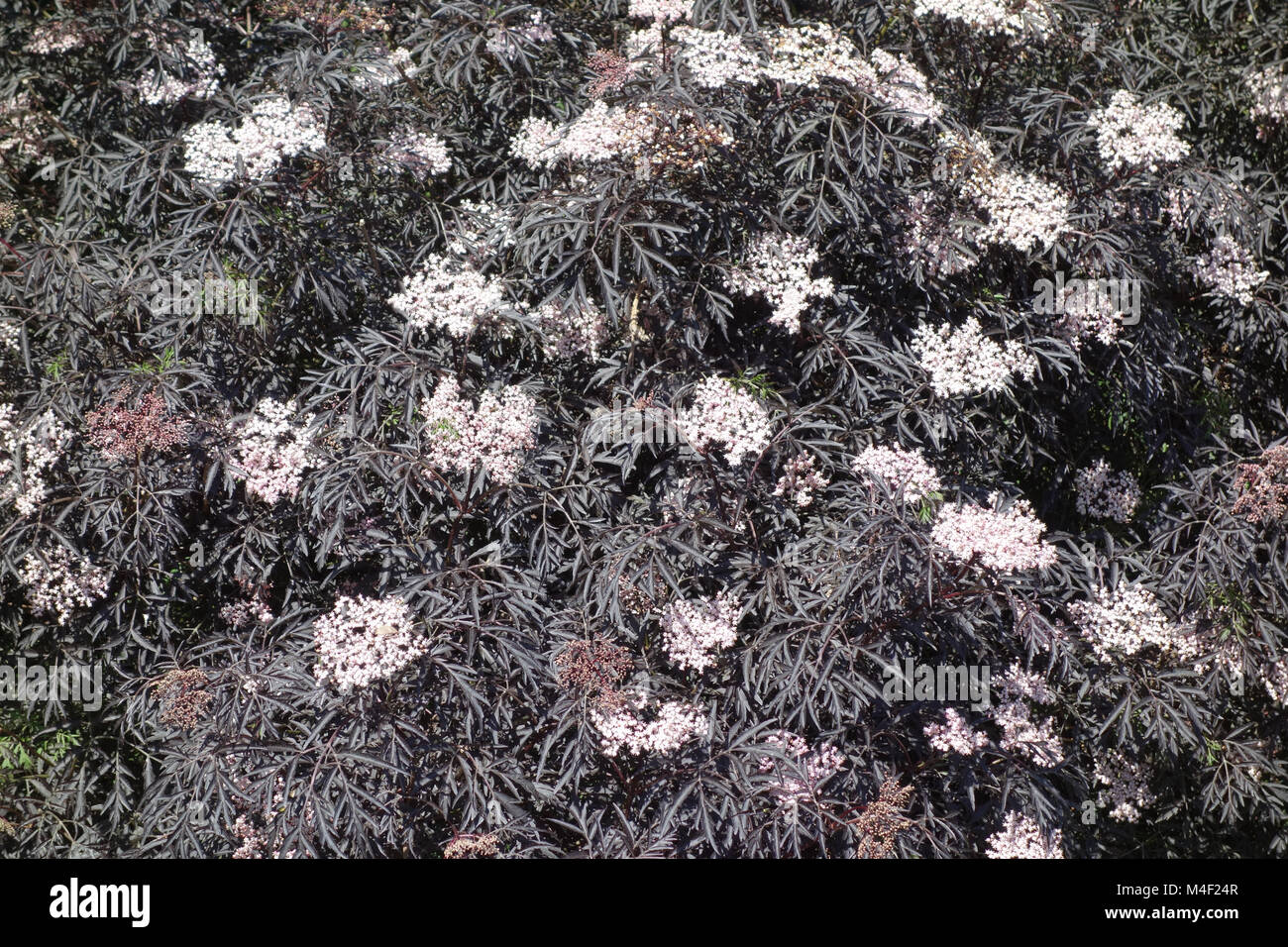 Sambucus nigra Black Beauty, redleaved sambuco nero Foto Stock