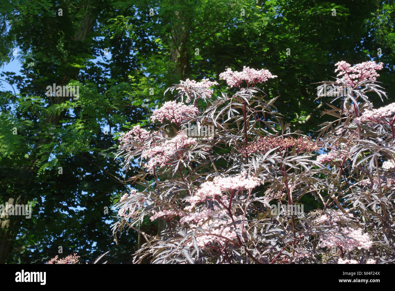 Sambucus nigra Black Beauty, redleaved sambuco nero Foto Stock